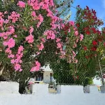 Zante Star Summer House